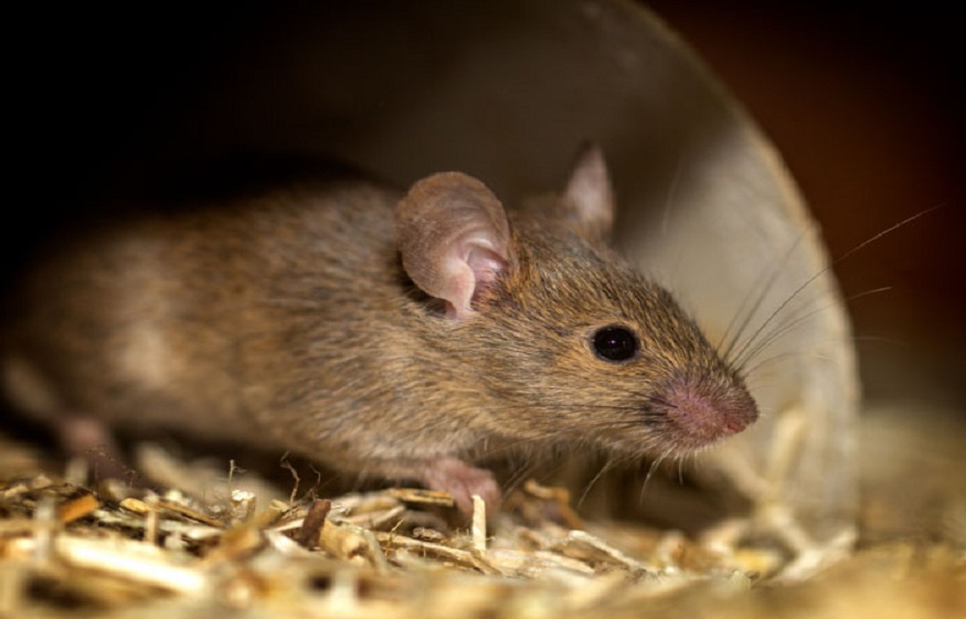 Mouse Control in Horizon