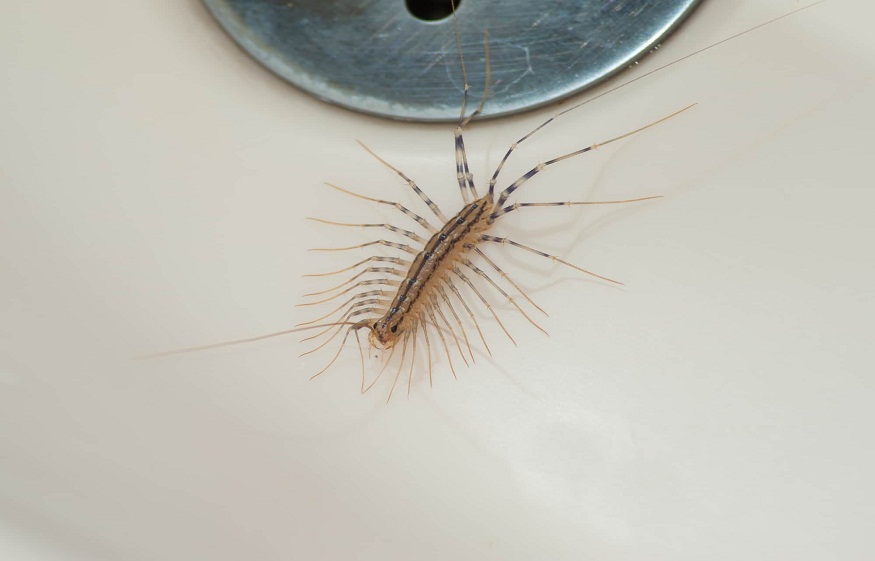 Bugs Invading Bathrooms