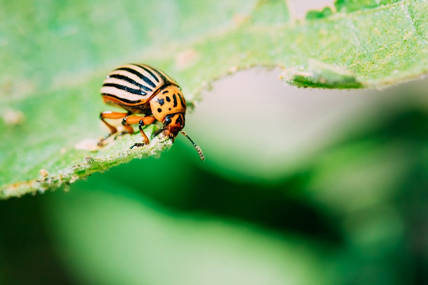 Economic Impact of Pests