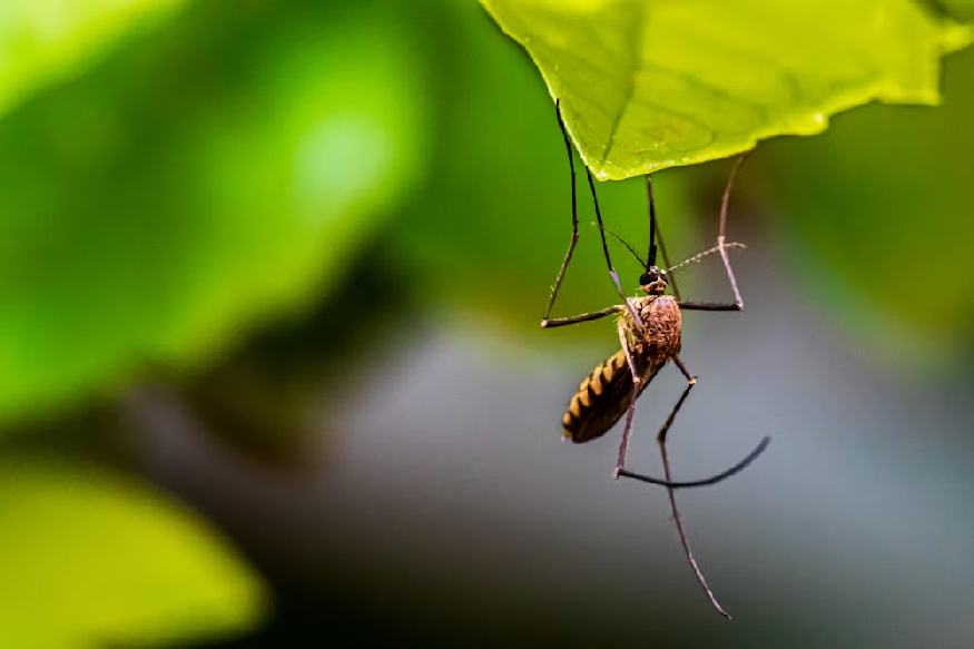 Repel Insects