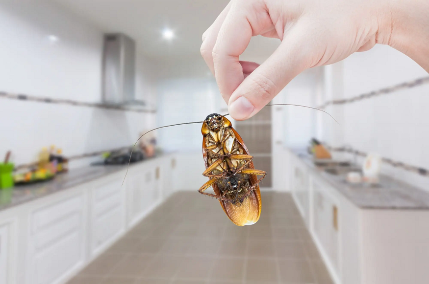 pest control