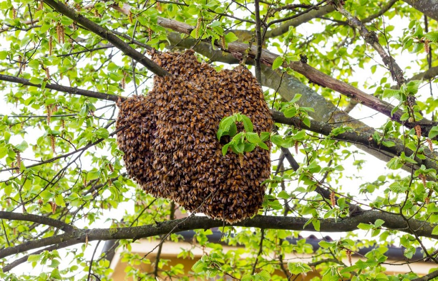 Spot for Bee Swarms